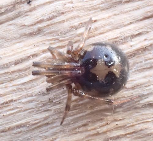 Réf. 316 419 : Steatoda triangulosa